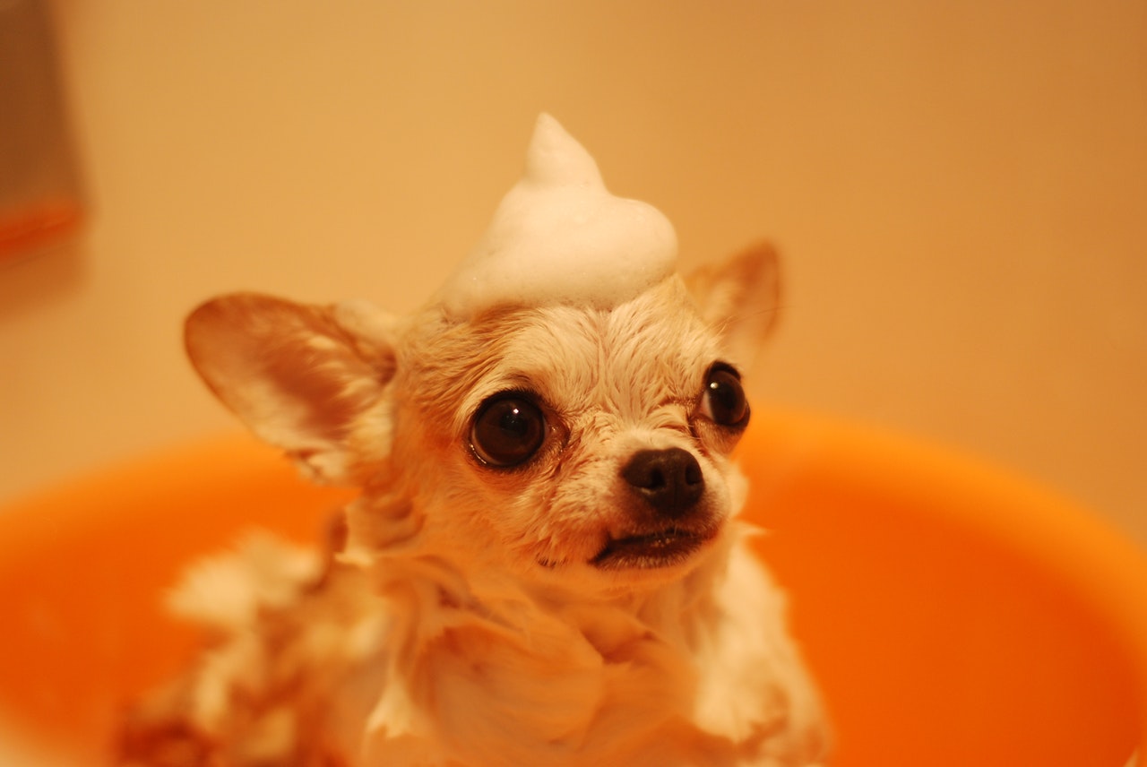 bath time chihuahua