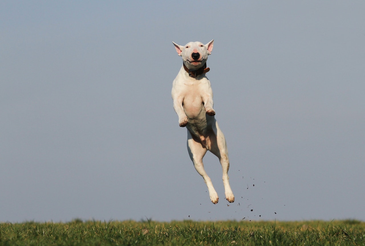 dog jump joy